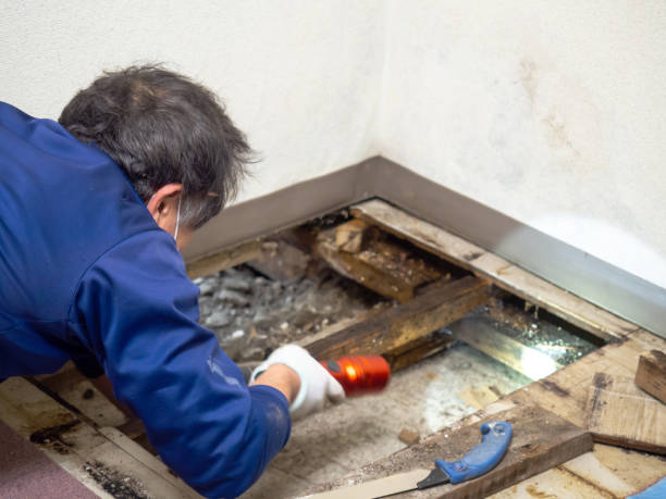 Best Localized Mold Remediation (e.g., coastal areas, humid climates) in Hackberry, TX
