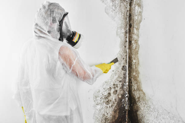 Best Residential Mold Remediation in Hackberry, TX