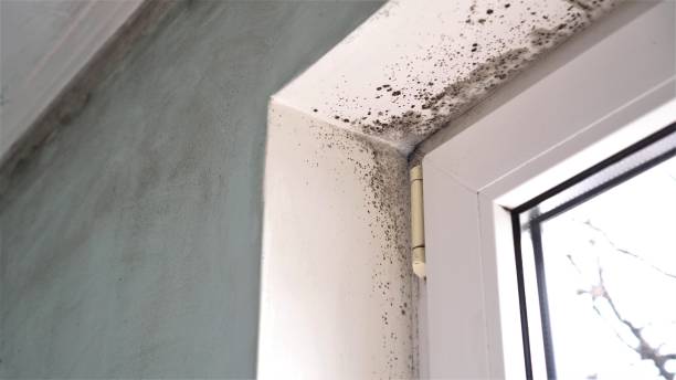 Hackberry, TX Mold Remediation Company