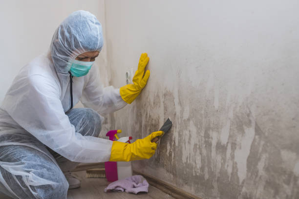 Best Insurance-Related Mold Remediation in Hackberry, TX