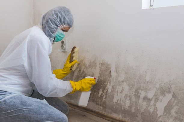 Best Insurance-Related Mold Remediation in Hackberry, TX