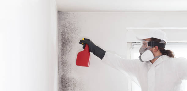 Best Industrial Mold Remediation in Hackberry, TX