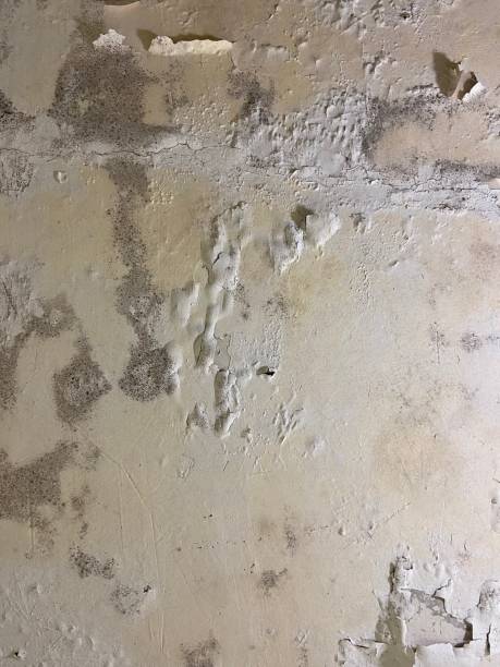 Best Emergency Mold Remediation in Hackberry, TX