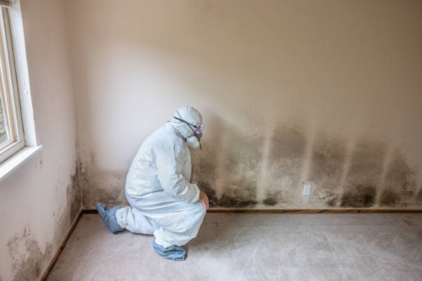 Best Mold Testing and Inspection Services in Hackberry, TX