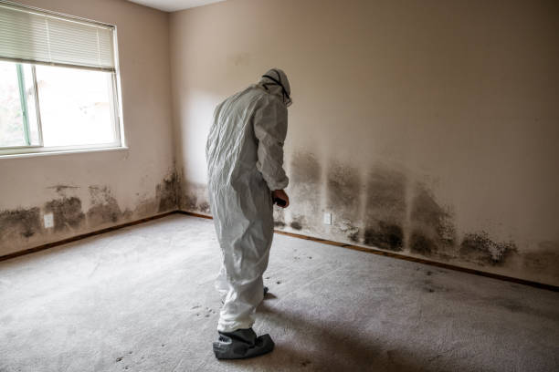 Best Black Mold Remediation in Hackberry, TX