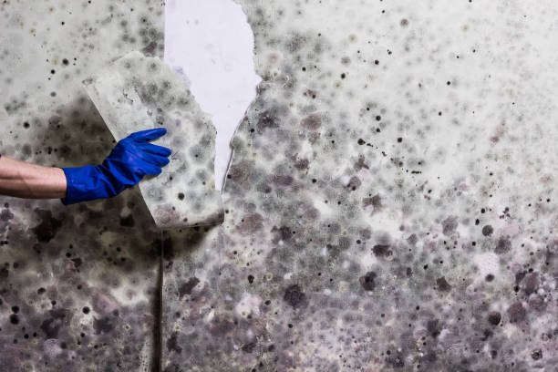 Best Kitchen Mold Remediation in Hackberry, TX