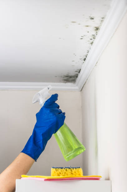 Reliable Hackberry, TX Mold Remediation Solutions